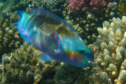 parrot fish from coral reef © jonnysek