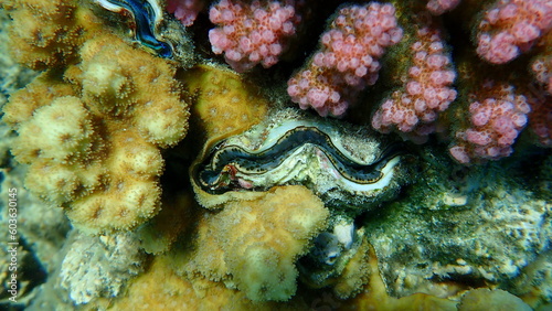 Bivalve mollusc maxima clam or small giant clam (Tridacna maxima) undersea, Red Sea, Egypt, Sharm El Sheikh, Nabq Bay 