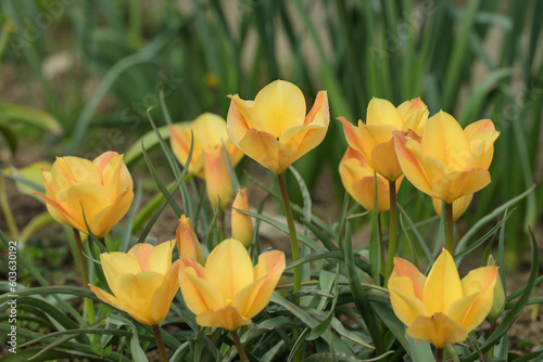 Group of flax-leaved tulips (Tulipa linifolia) in a garden. photo