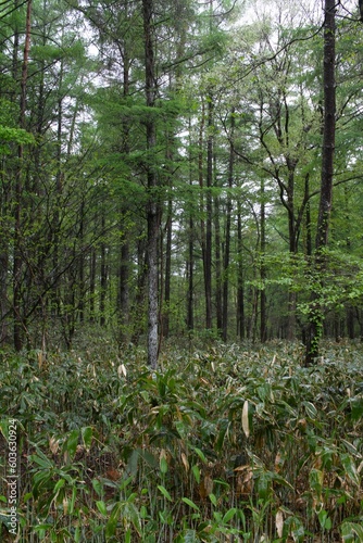 In a Forest of Young and Straight Trees
