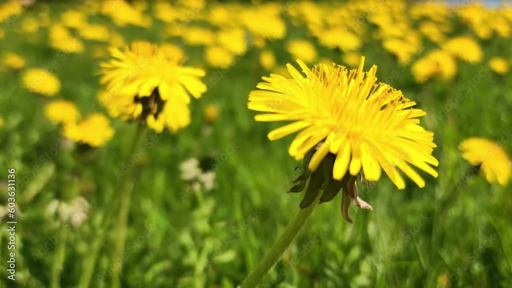 Spring green lawn with a lot of beautiful yellow dandelion flowers at sunny day. Spring green lawn with a lot of beautiful yellow dandelion flowers at sunny day.
