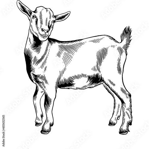 Hand drawn Baby Goat Sketch Illustration