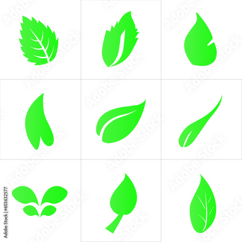 set of green leaves/Vector leaf illustration 9