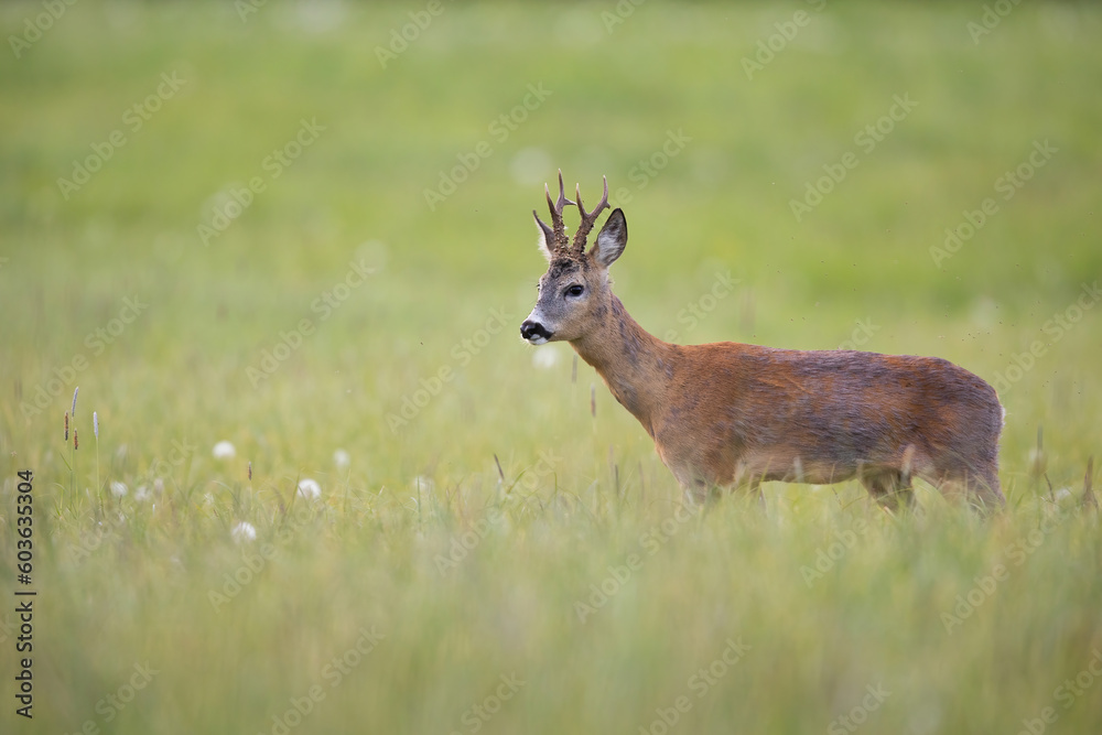 Roebuck - buck (Capreolus capreolus) Roe deer - goat