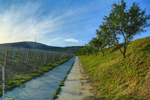 Spring peace on the Tokaj Hill