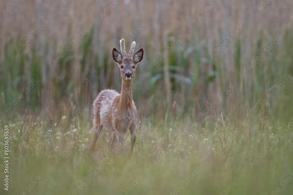 Roebuck - buck (Capreolus capreolus) Roe deer - goat Roebuck - buck (Capreolus capreolus) Roe deer - goat