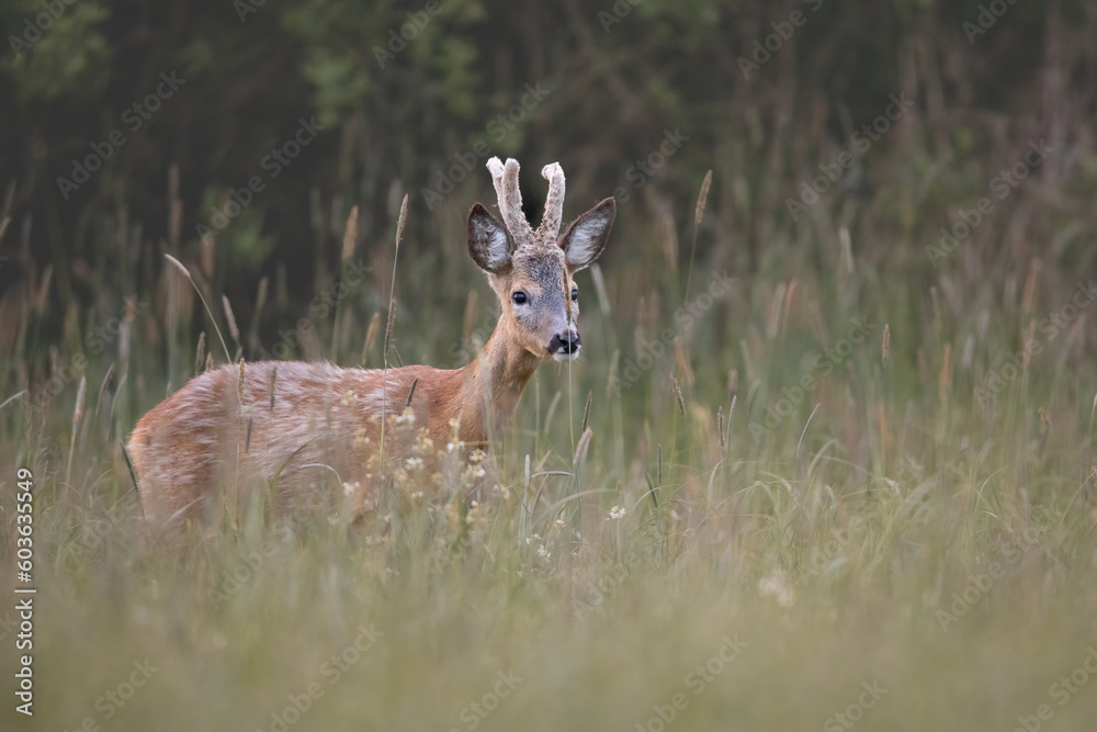 Roebuck - buck (Capreolus capreolus) Roe deer - goat Roebuck - buck (Capreolus capreolus) Roe deer - goat
