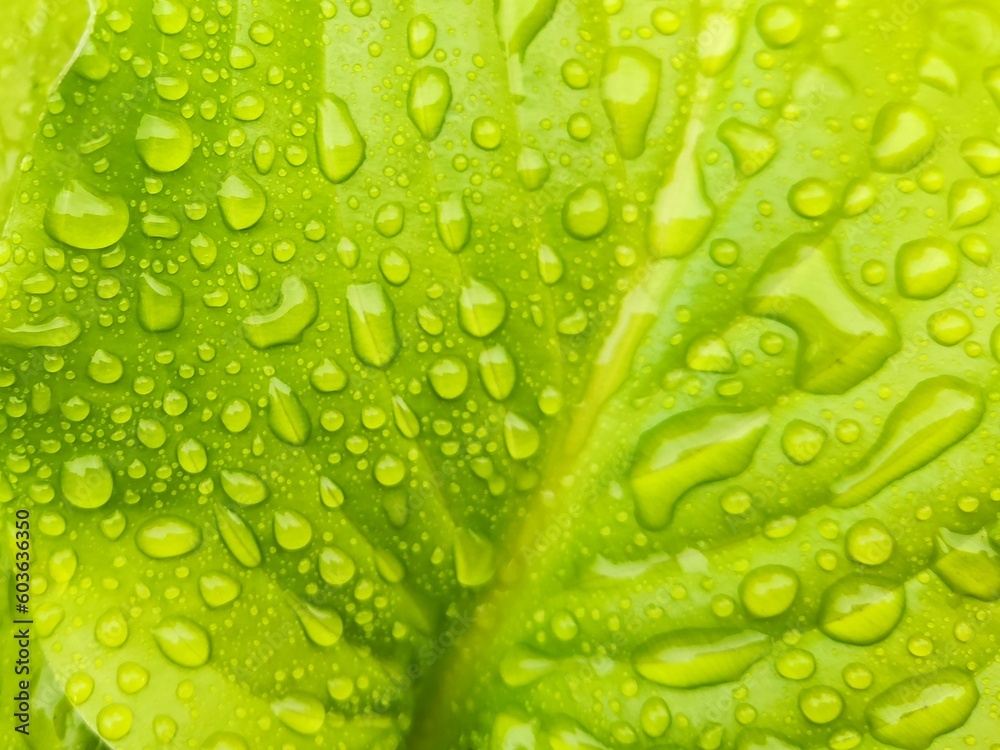 water drops on a green leaf. Green leaves with drops. Water drops on a leaf. Background for a postcard. The basis for the designer. Green background