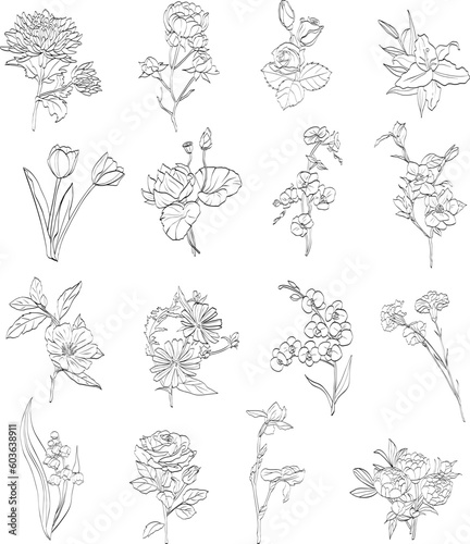 Fototapeta Naklejka Na Ścianę i Meble -  Flowers Line Art Illustrations