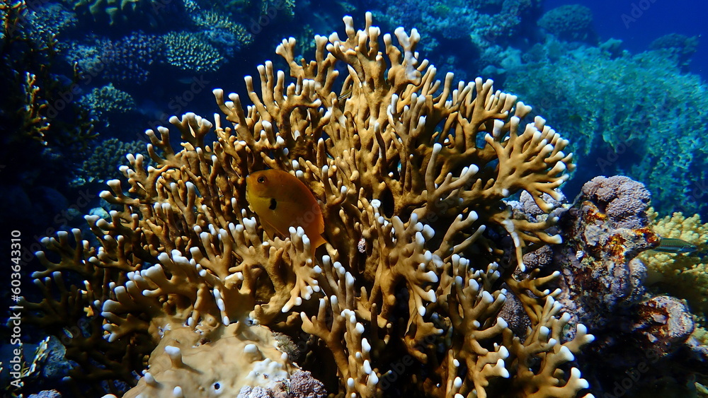 Sulphur damsel (Pomacentrus sulfureus) and Net fire coral (Millepora dichotoma) undersea, Red Sea, Egypt, Sharm El Sheikh, Nabq Bay
Sulphur damsel (Pomacentrus sulfureus) and Net fire coral (Millepora dichotoma) undersea, Red Sea, Egypt, Sharm El Sheikh, Nabq Bay