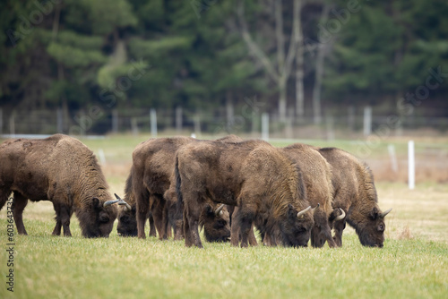 European Bison - Bison bonasus in the Knyszyn Forest (Poland) © szczepank
