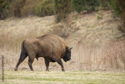 European Bison - Bison bonasus in the Knyszyn Forest (Poland)