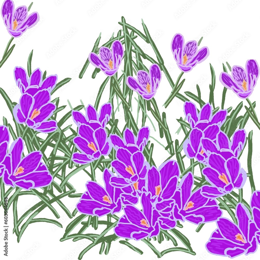 violet background crocuses lilac purple