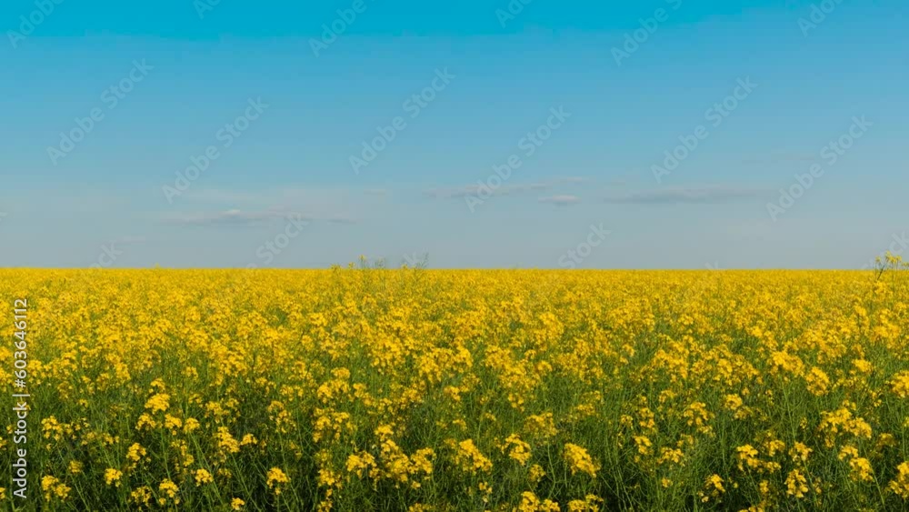 A beautiful, large, flowering, yellow rapeseed field against a blue sky. A beautiful, large, flowering, yellow rapeseed field against a blue sky.