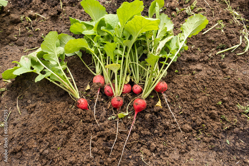 Harvested radish crop lies on the garden bed, concept of a healthy diet