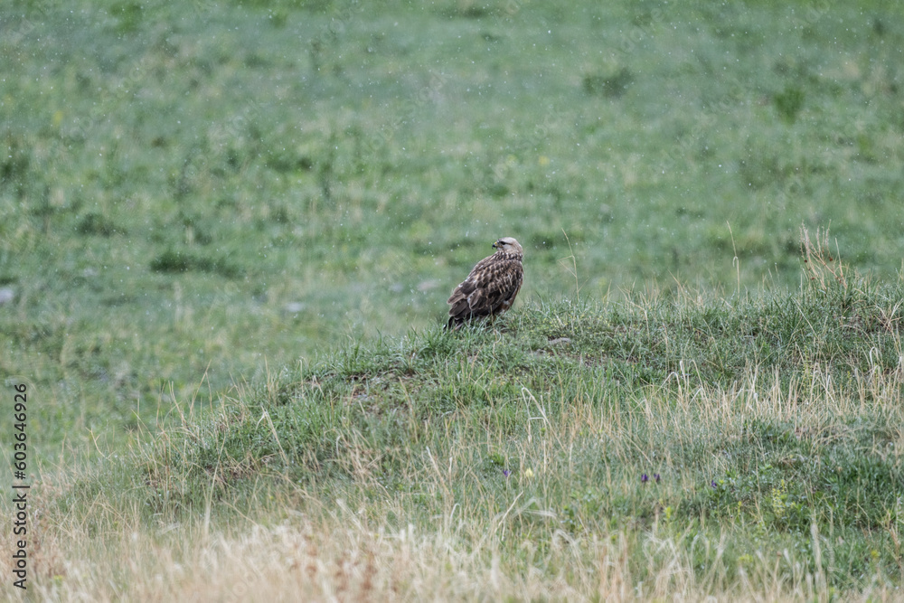 bird of prey - brown hawk sits on a green hill and looks around in search of prey bird of prey - brown hawk sits on a green hill and looks around in search of prey