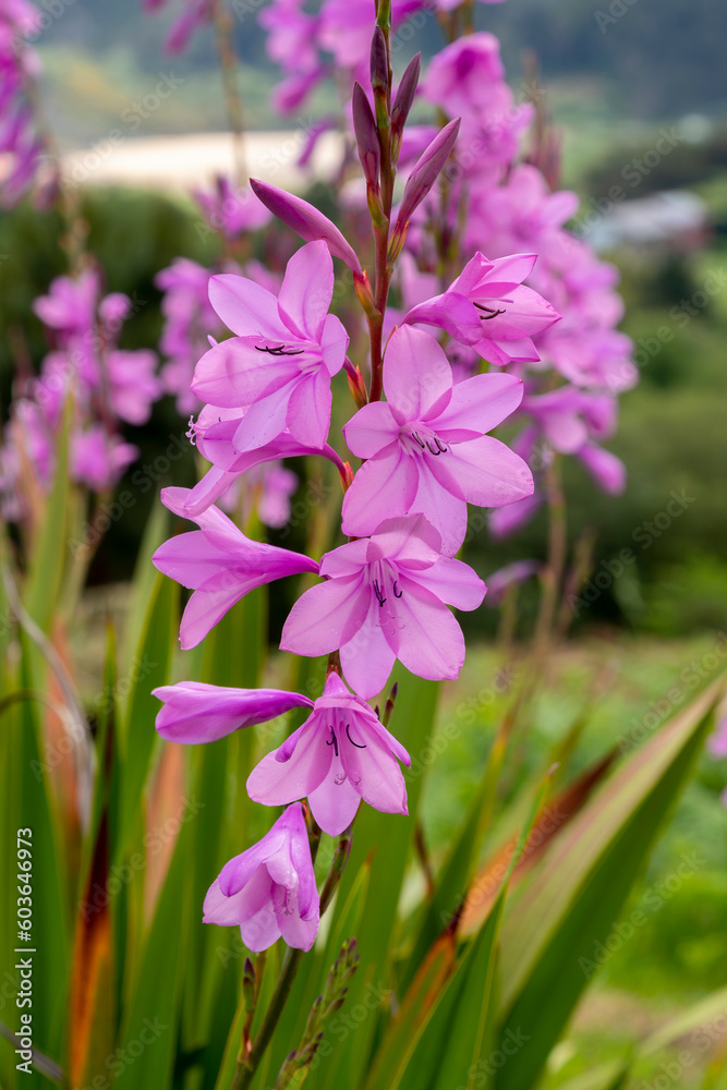 selective focus of a pink gladiolus flowers in a garden with blurred background selective focus of a pink gladiolus flowers in a garden with blurred background