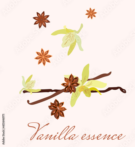 vanilla flowers with sticks and star anis. for packaging design, labels and branding.