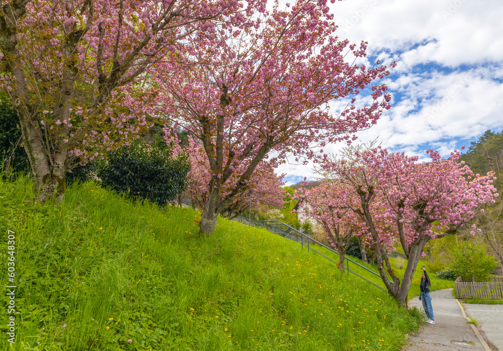 Fototapeta premium A row of cherry blossom trees in spring in italy