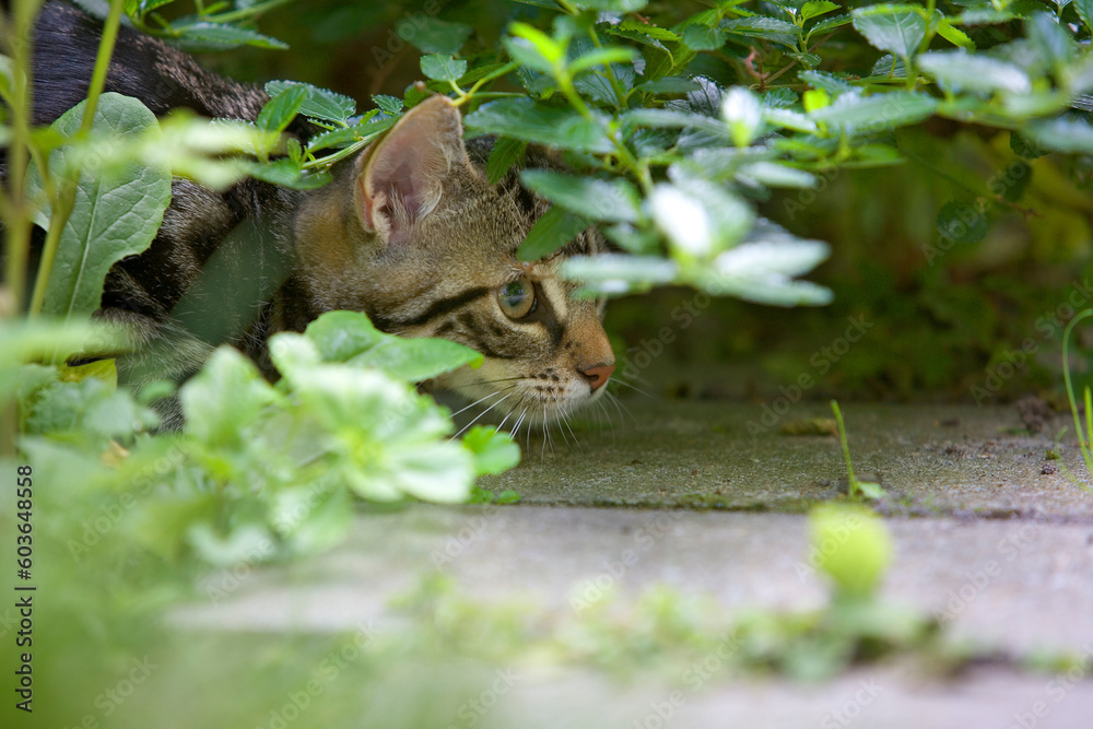 Creeping young tabby kitten in the garden close up Creeping young tabby kitten in the garden close up