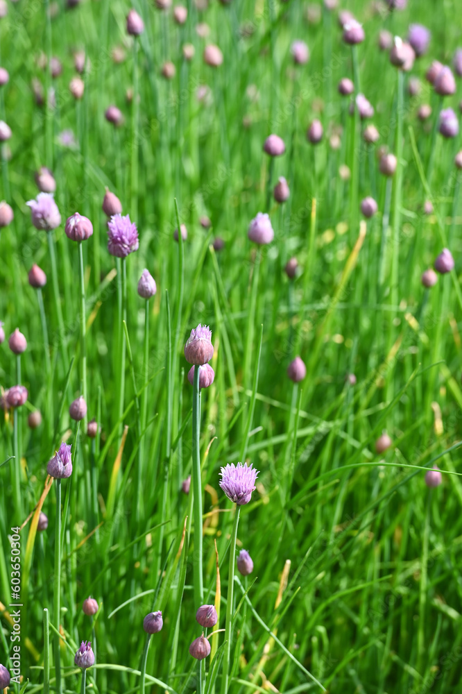 jardin herbe nature culture environnement bio fleur ciboulette jardin herbe nature culture environnement bio fleur ciboulette