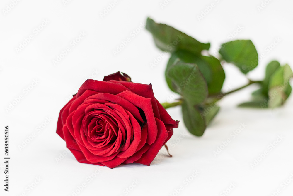 single red rose