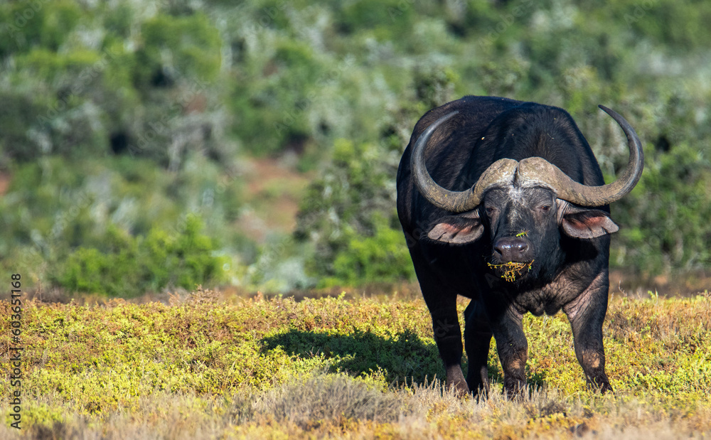 Obraz premium Grazing African Savanna Buffalo. An African Savanna Buffalo pauses whilst grazing in the Addo Elephant National Park