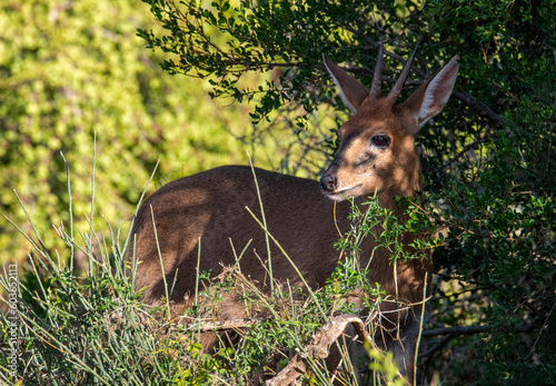 Furtive common duiker. A secretive common duiker ram browsing alongside Gorah loop in the late afternoon, Addo Elephant National Park. photo