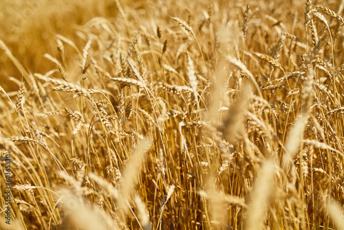 Close up wheat harvest  wheat field  background in the sun day  summer  agriculture..