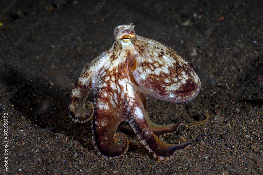 Fototapeta premium Coconut Octopus - Amphioctopus marginatus - underwater night life of Tulamben, Bali, Indonesia.