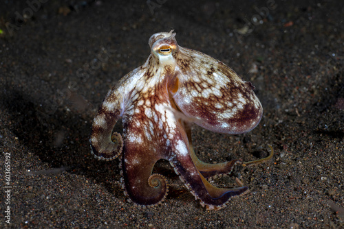 Coconut Octopus - Amphioctopus marginatus - underwater night life of Tulamben, Bali, Indonesia.