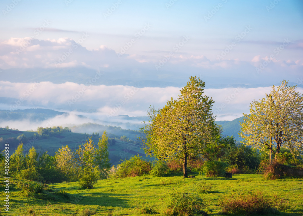 tree on the hillside meadow on a foggy morning. beautiful nature scenery of carpathian mountains in spring