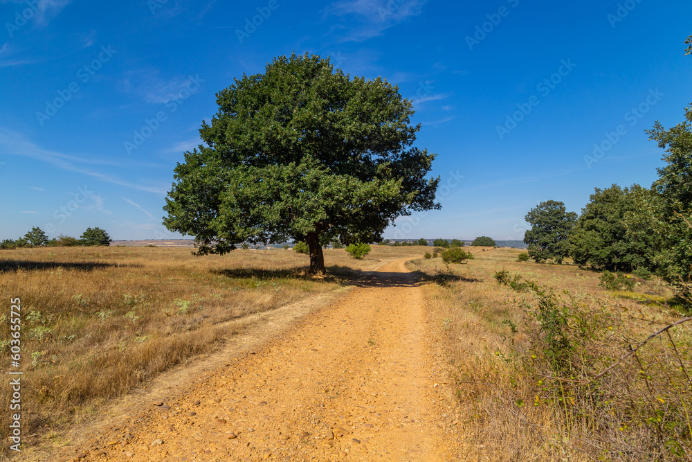 Rural road in the Spanish