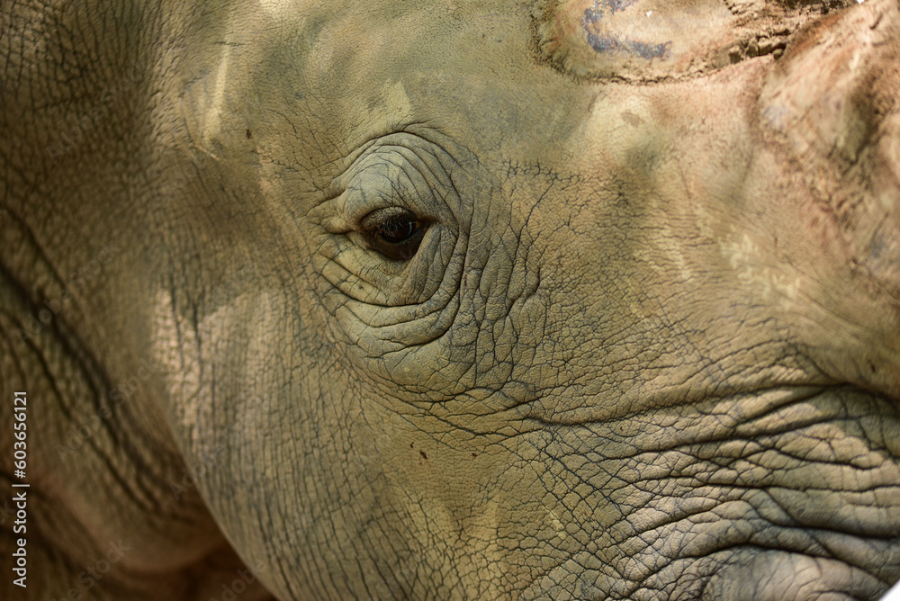 Obraz premium The sad eyes of a rhinoceros in the zoo. big wild animal concept mammals africa