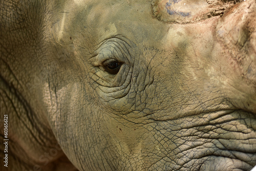 The sad eyes of a rhinoceros in the zoo. big wild animal concept mammals africa