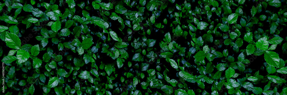 Fresh green leaves background of Siamese rough bush or Tooth brush tree (Streblus Asper Lour) as nature background or natural wallpaper Fresh green leaves background of Siamese rough bush or Tooth brush tree (Streblus Asper Lour) as nature background or natural wallpaper
