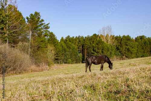 Horse in rest