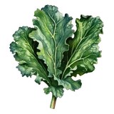 Kale in watercolor style with ink outline on white background (generative AI)