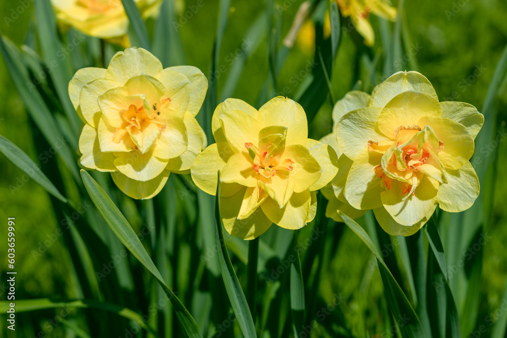 Yellow double narcissus Tahiti blooms in the garden Yellow double narcissus Tahiti blooms in the garden