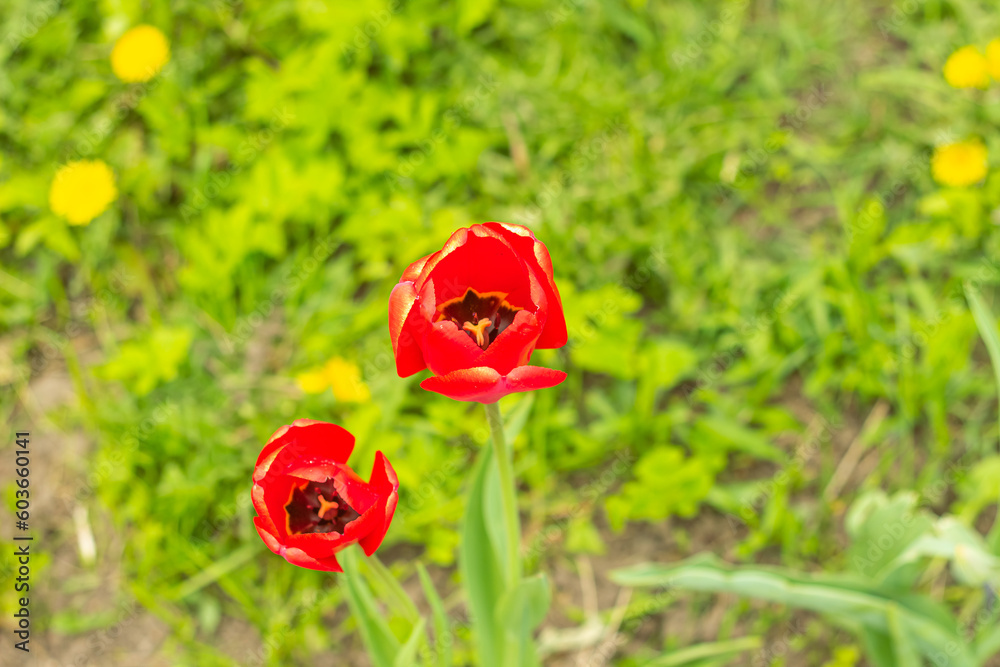 Colorful flowers tulips growing under sunlight in the garden. Natural floral spring background. Colorful flowers tulips growing under sunlight in the garden. Natural floral spring background.