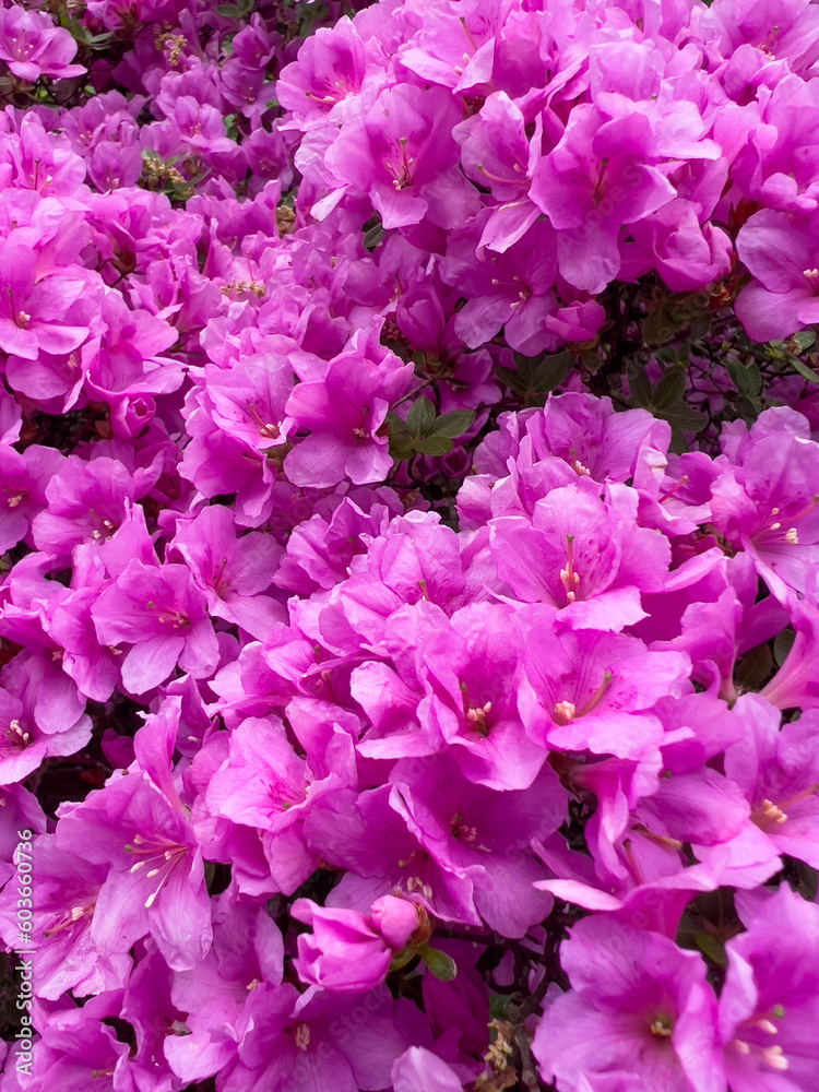 pink azalea flowers as a background pink azalea flowers as a background