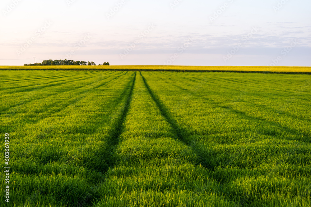 field and sky