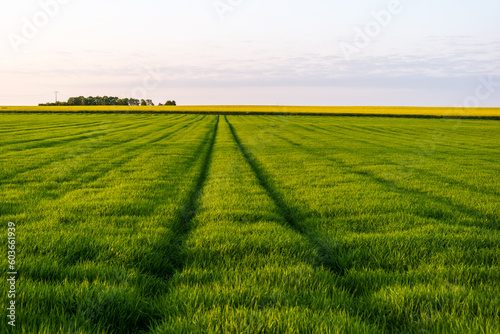 field and sky