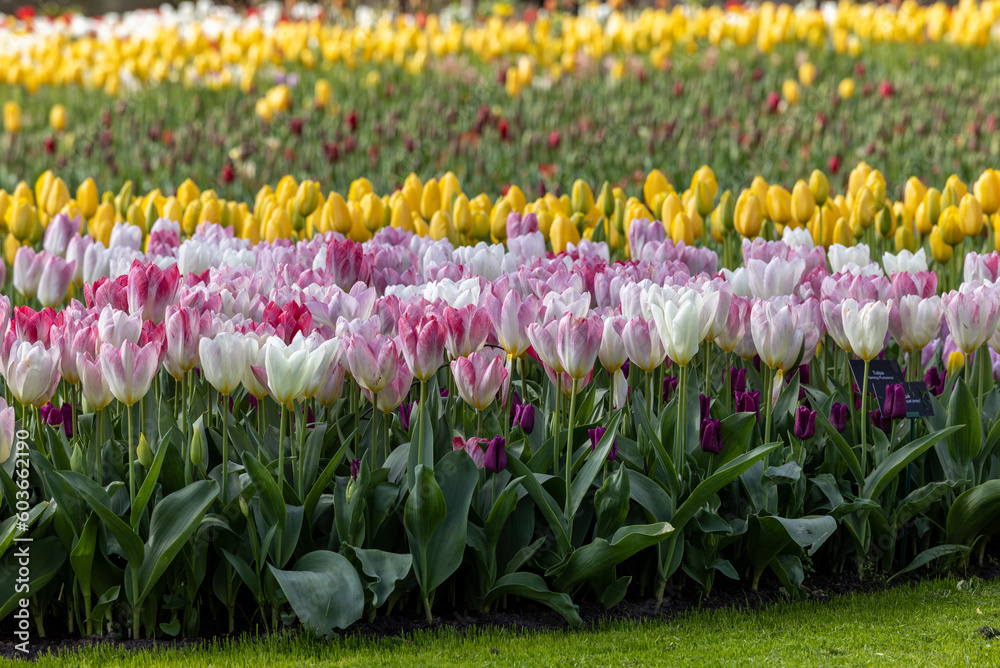 Fields of blooming tulips near Lisse in the Netherlands