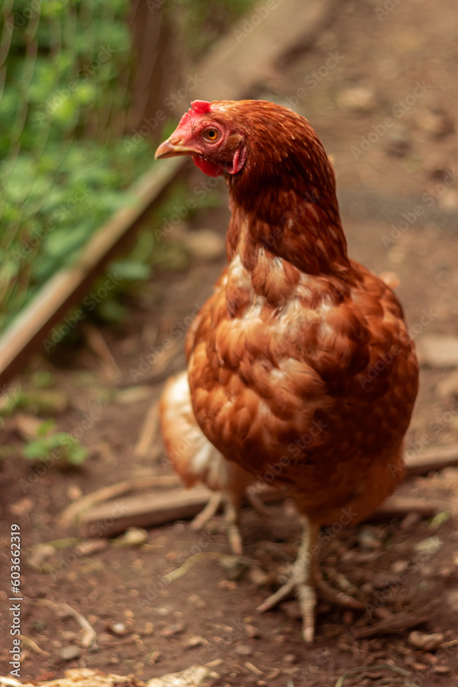 hen is hatching the egg in the coop and Rooster is standing in the background at a bio farm. Hens in hen house. Chicken eggs in hen house. Chicken farm. hen is hatching the egg in the coop and Rooster is standing in the background at a bio farm. Hens in hen house. Chicken eggs in hen house. Chicken farm.