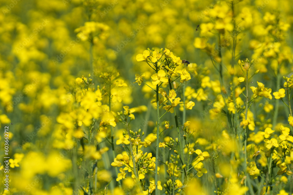 Blühendes Rapsfeld in voller Pracht im Frühling