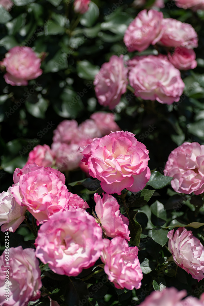 Full blooming of rose variety Full blooming of rose variety