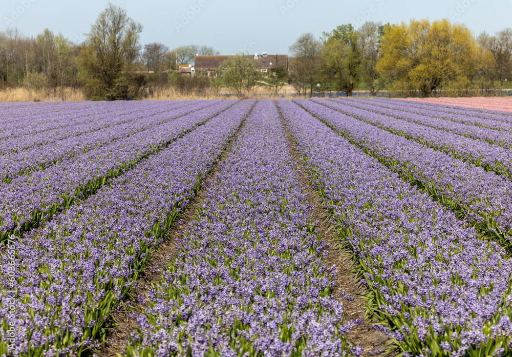 Fields of blooming hyacints near Lisse in the Netherlands