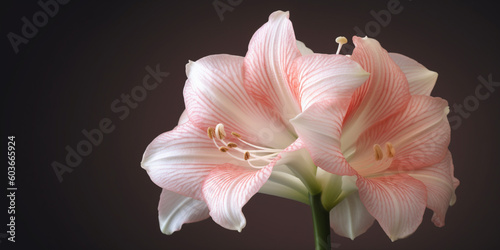 Amaryllis flower background copy space by generative AI tools