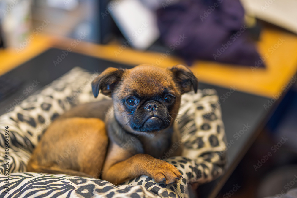 Close-up view of cute muzzle of Brussels Griffon  puppy. Sweden.